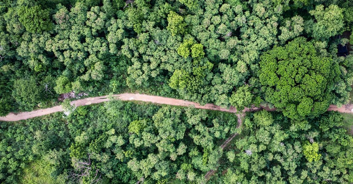 Tropical forests can absorb large amounts of carbon dioxide from the atmosphere