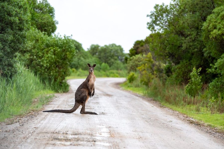Australian road safety kangroo